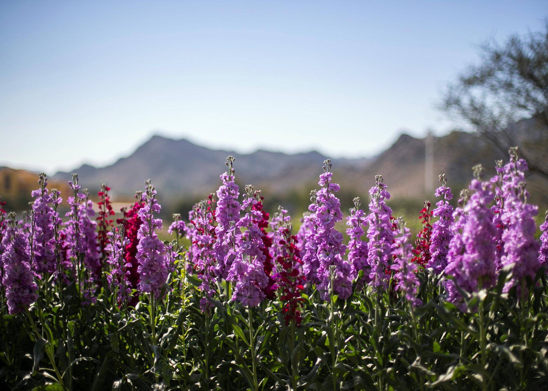 Ras Al Khaimah Mountain Flower Farm Wins Top National Agriculture Award
